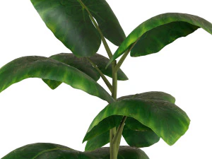 Indoor Plant 3D Model