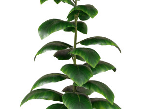 Indoor Plant 3D Модель