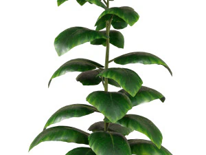 Indoor Plant 3D Model