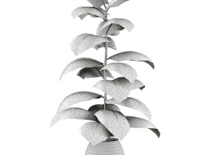 Indoor Plant 3D Модель