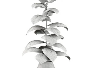 Indoor Plant 3D Model