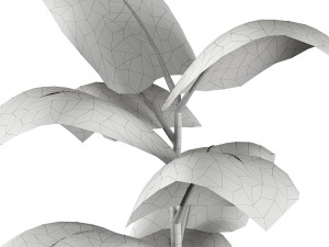 Indoor Plant 3D Модель