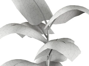 Indoor Plant 3D Model