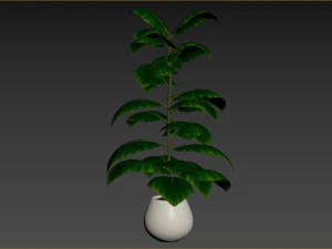 Indoor Plant 3D Model