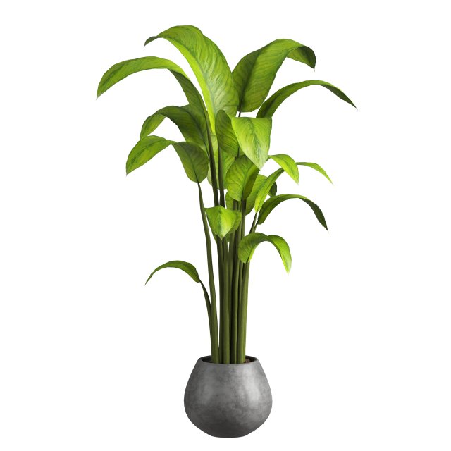 Indoor Plant 3D मॉडल .c4d .max .obj .3ds .fbx .stl .blend 