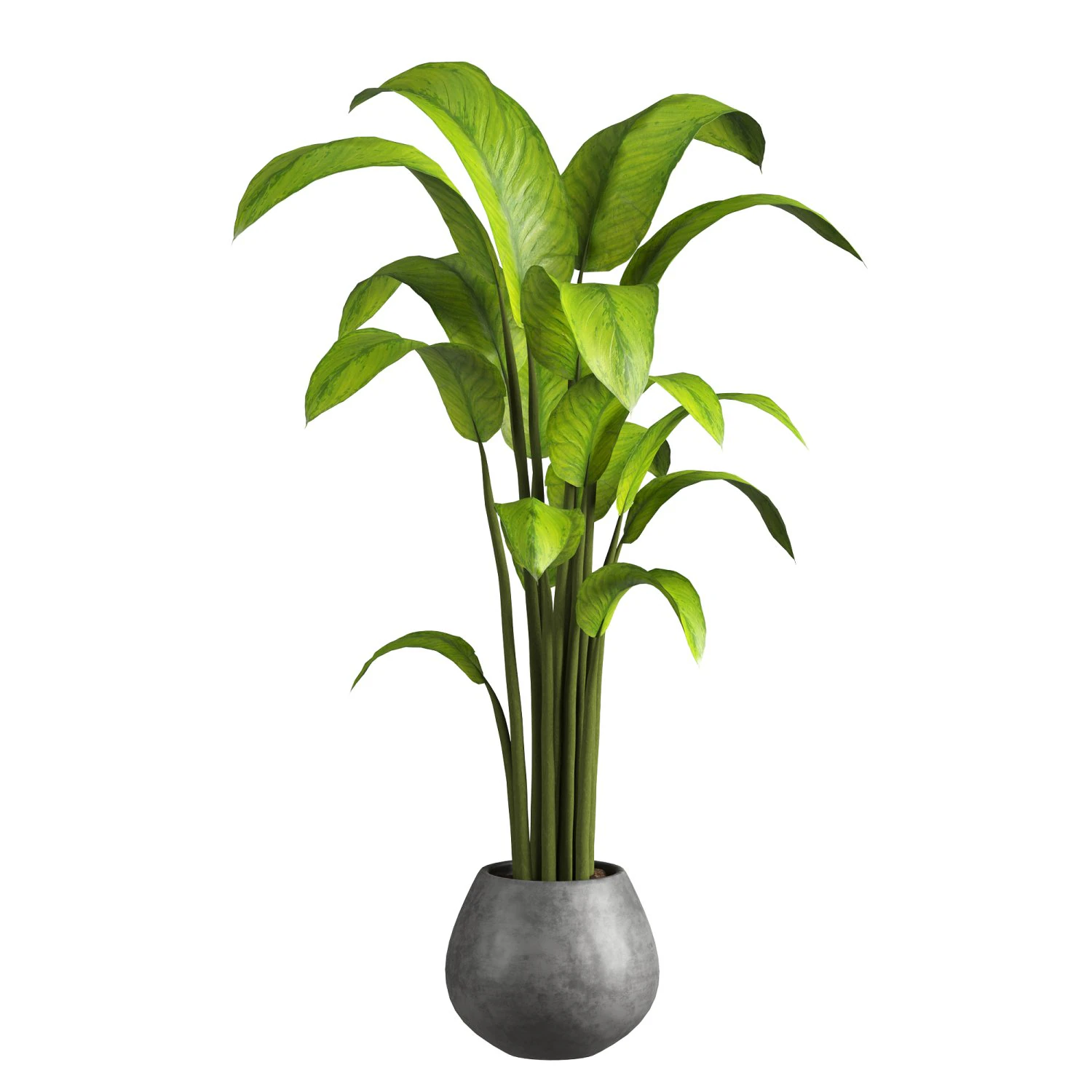 Indoor Plant 3D Model .c4d .max .obj .3ds .fbx .stl .blend 