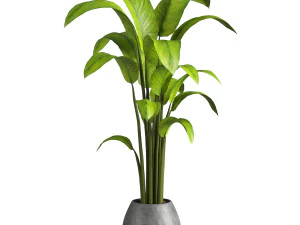 Кімнатна рослина 3D Модель