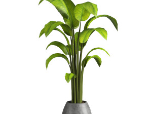 Indoor Plant 3D मॉडल