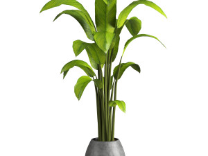 Indoor Plant 3D मॉडल