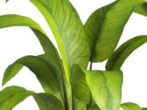 Indoor Plant 3D मॉडल