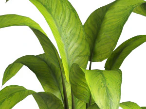 Indoor Plant 3D Model