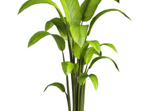 Indoor Plant 3D मॉडल