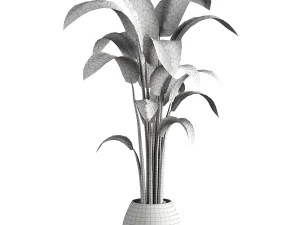 Indoor Plant 3D Model