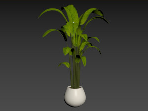Indoor Plant 3D मॉडल