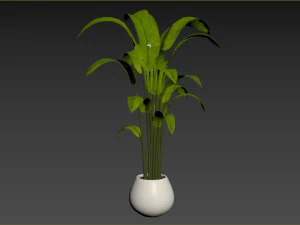 Indoor Plant 3D Model