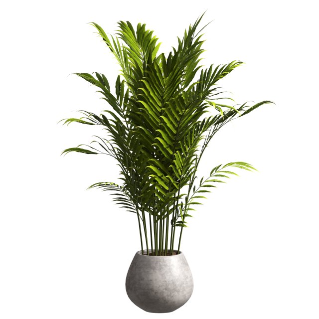 Indoor Plant 3D Model .c4d .max .obj .3ds .fbx .stl .blend 