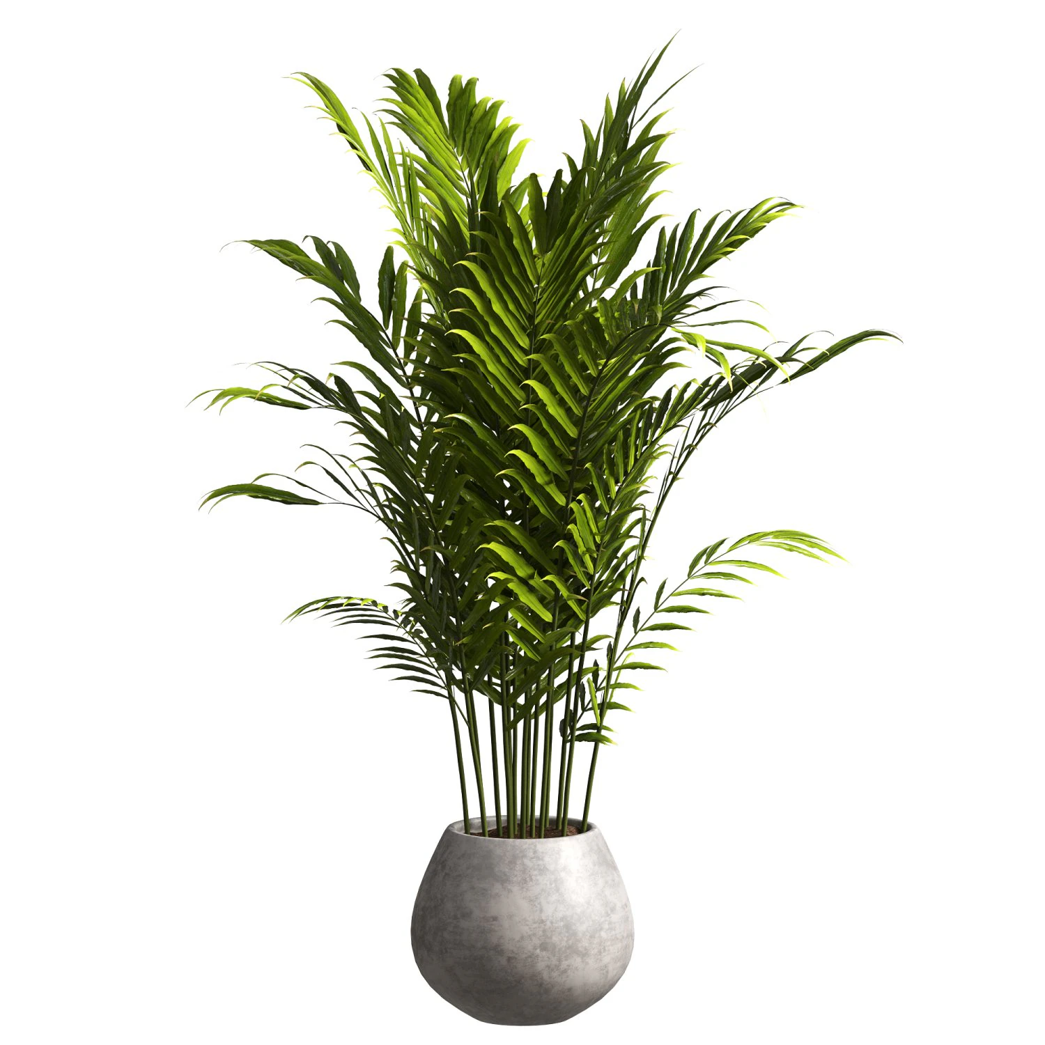 Indoor Plant 3D Model .c4d .max .obj .3ds .fbx .stl .blend 