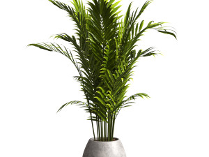 Indoor Plant 3D Model