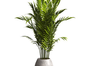 Indoor Plant 3D Model