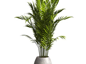 Indoor Plant 3D Model