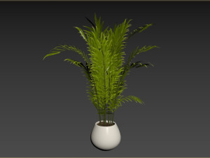 Indoor Plant 3D Model
