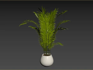 Indoor Plant 3D Model