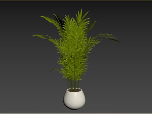 Indoor Plant 3D Model
