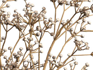 Dry Flower Bouquet 3D Model