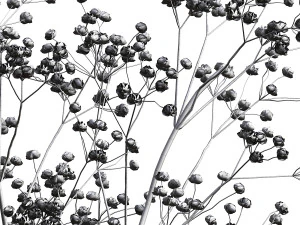 Dry Flower Bouquet 3D Model