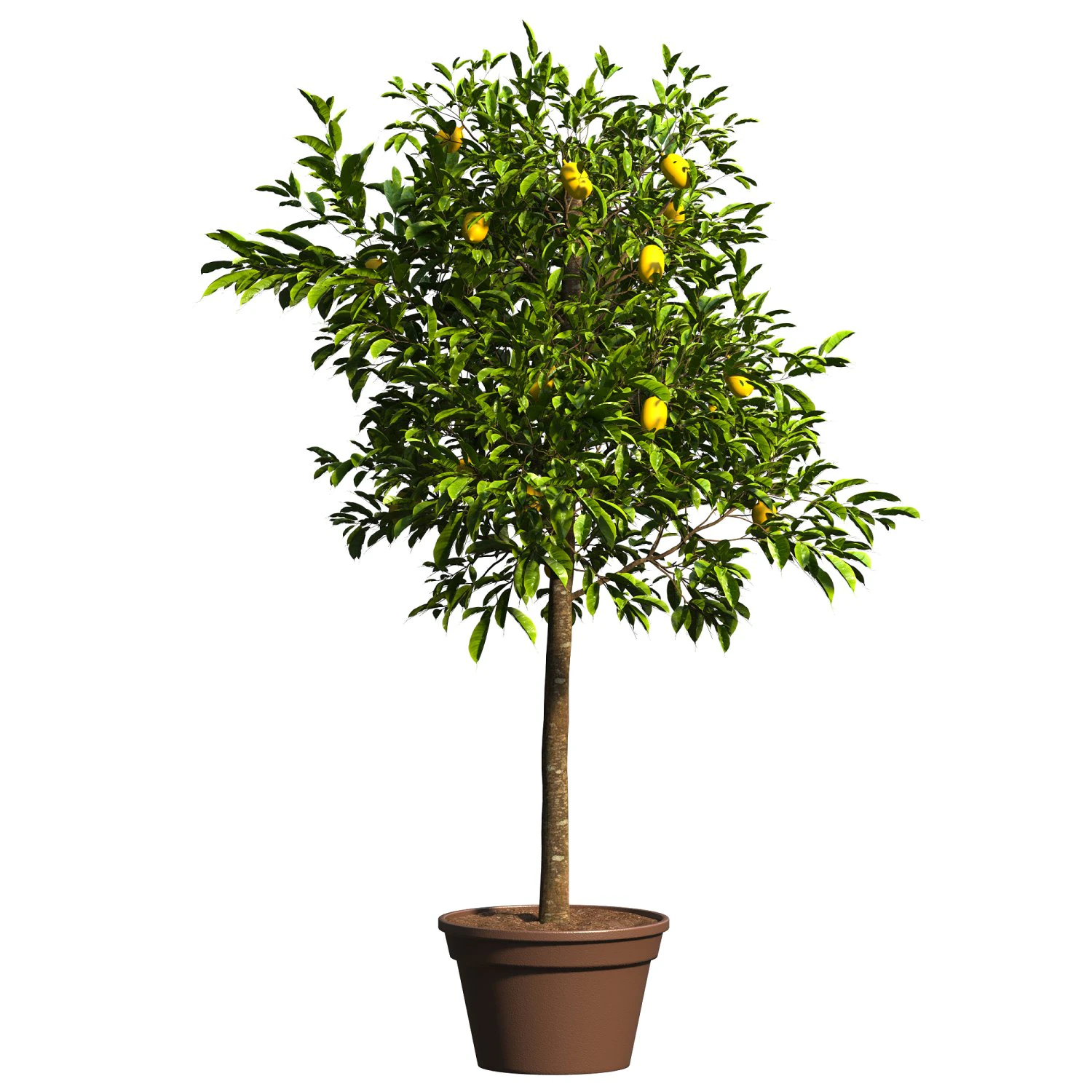 Lemon Tree Plant 3D Model .c4d .max .obj .3ds .fbx .stl .blend 