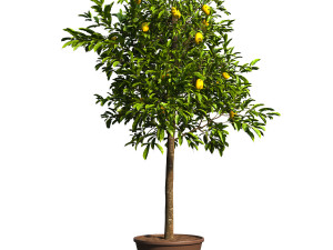 Lemon Tree Plant 3D Model