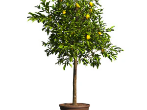 Citroenboomplant 3D Model