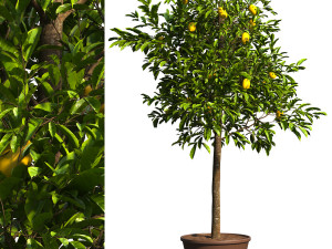 Lemon Tree Plant 3D 모델