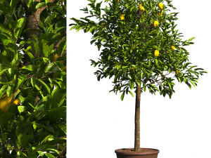 Lemon Tree Plant 3D Model
