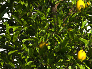 Lemon Tree Plant 3D 모델