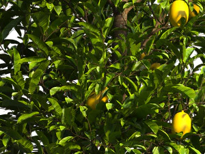 Lemon Tree Plant 3D Model