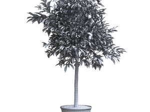 Lemon Tree Plant 3D 모델