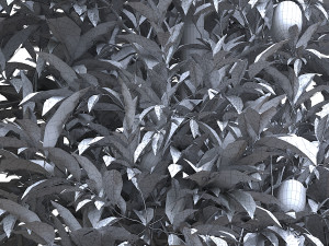 Lemon Tree Plant 3D 모델