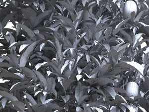 Lemon Tree Plant 3D Model