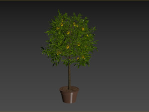 Lemon Tree Plant 3D 모델