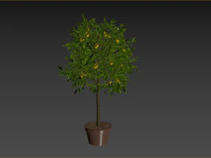 Lemon Tree Plant 3D Model