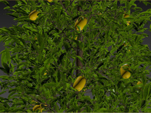 Lemon Tree Plant 3D 모델