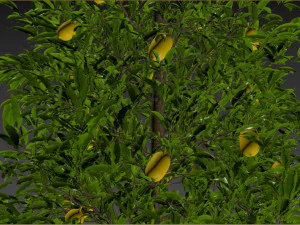 Lemon Tree Plant 3D Model