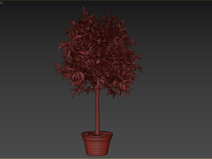 Lemon Tree Plant 3D 모델