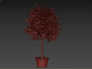 Lemon Tree Plant 3D Model