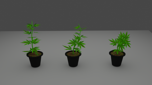weed sprout cannabis Model 3D .c4d .max .obj .3ds .fbx .stl .blend 