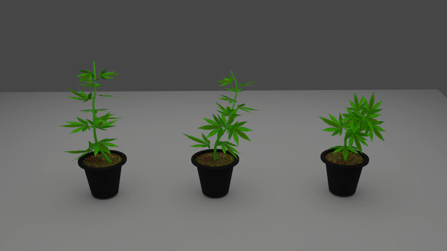 weed sprout cannabis 3D Model .c4d .max .obj .3ds .fbx .stl .blend