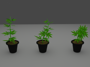 weed sprout cannabis 3D मॉडल