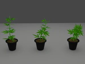 бур'ян паростки коноплі 3D Модель
