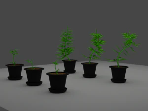 weed sprout cannabis 3D Model